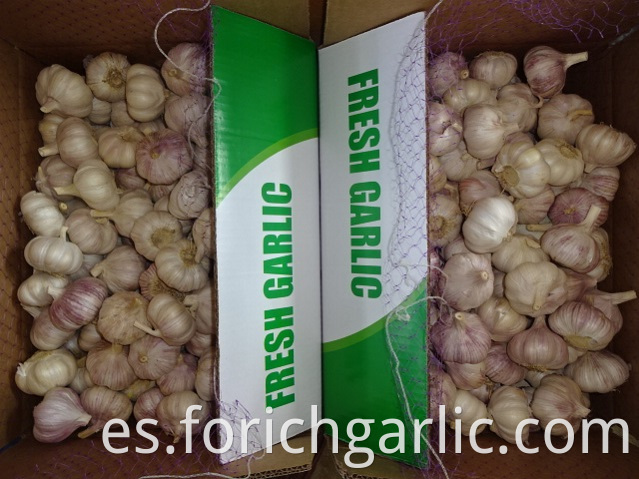 Fresh Garlic Export